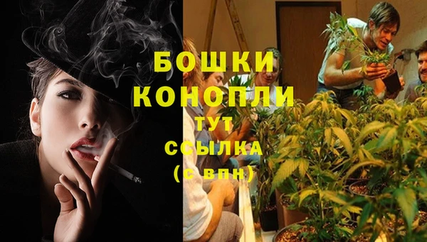 стаф Аркадак